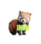 レッサーパンダ C（個別スタンプ：35）