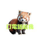 レッサーパンダ C（個別スタンプ：36）