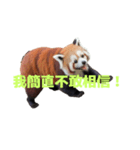 レッサーパンダ C（個別スタンプ：37）