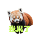 レッサーパンダ C（個別スタンプ：38）