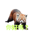 レッサーパンダ C（個別スタンプ：39）