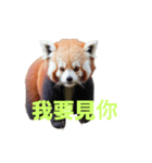 レッサーパンダ C（個別スタンプ：40）