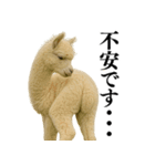 【爆笑】変態のアルパカ＠日常会話（個別スタンプ：1）