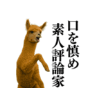 【爆笑】変態のアルパカ＠日常会話（個別スタンプ：3）