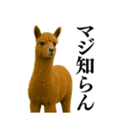 【爆笑】変態のアルパカ＠日常会話（個別スタンプ：5）