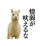 【爆笑】変態のアルパカ＠日常会話（個別スタンプ：7）