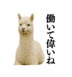 【爆笑】変態のアルパカ＠日常会話（個別スタンプ：8）