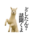 【爆笑】変態のアルパカ＠日常会話（個別スタンプ：9）