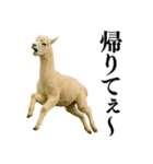 【爆笑】変態のアルパカ＠日常会話（個別スタンプ：11）