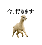 【爆笑】変態のアルパカ＠日常会話（個別スタンプ：12）