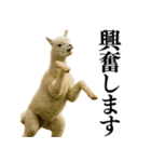 【爆笑】変態のアルパカ＠日常会話（個別スタンプ：13）