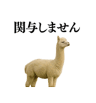 【爆笑】変態のアルパカ＠日常会話（個別スタンプ：14）