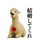 【爆笑】変態のアルパカ＠日常会話（個別スタンプ：15）