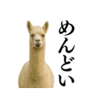 【爆笑】変態のアルパカ＠日常会話（個別スタンプ：16）