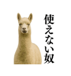 【爆笑】変態のアルパカ＠日常会話（個別スタンプ：17）