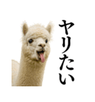 【爆笑】変態のアルパカ＠日常会話（個別スタンプ：18）