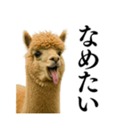 【爆笑】変態のアルパカ＠日常会話（個別スタンプ：19）