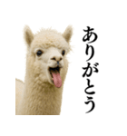 【爆笑】変態のアルパカ＠日常会話（個別スタンプ：20）