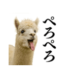 【爆笑】変態のアルパカ＠日常会話（個別スタンプ：21）