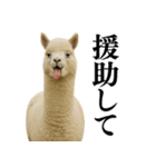 【爆笑】変態のアルパカ＠日常会話（個別スタンプ：22）