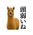 【爆笑】変態のアルパカ＠日常会話（個別スタンプ：23）