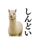 【爆笑】変態のアルパカ＠日常会話（個別スタンプ：24）