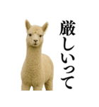 【爆笑】変態のアルパカ＠日常会話（個別スタンプ：25）