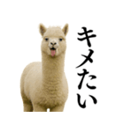 【爆笑】変態のアルパカ＠日常会話（個別スタンプ：26）