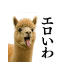 【爆笑】変態のアルパカ＠日常会話（個別スタンプ：27）