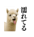 【爆笑】変態のアルパカ＠日常会話（個別スタンプ：28）