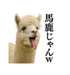 【爆笑】変態のアルパカ＠日常会話（個別スタンプ：29）