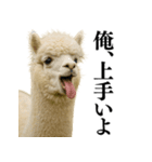 【爆笑】変態のアルパカ＠日常会話（個別スタンプ：30）
