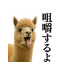 【爆笑】変態のアルパカ＠日常会話（個別スタンプ：31）