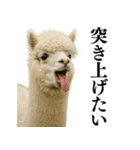【爆笑】変態のアルパカ＠日常会話（個別スタンプ：32）