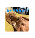 チャコ＆ココ敬語スタンプ（個別スタンプ：2）