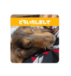 チャコ＆ココ敬語スタンプ（個別スタンプ：4）
