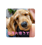 チャコ＆ココ敬語スタンプ（個別スタンプ：5）