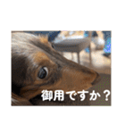 チャコ＆ココ敬語スタンプ（個別スタンプ：7）