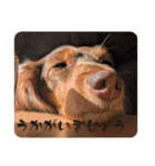 チャコ＆ココ敬語スタンプ（個別スタンプ：8）