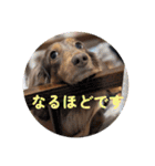 チャコ＆ココ敬語スタンプ（個別スタンプ：9）