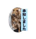 チャコ＆ココ敬語スタンプ（個別スタンプ：11）