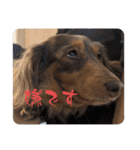 チャコ＆ココ敬語スタンプ（個別スタンプ：14）