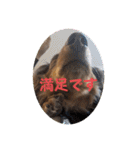 チャコ＆ココ敬語スタンプ（個別スタンプ：16）