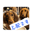 チャコ＆ココ敬語スタンプ（個別スタンプ：21）