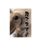 チャコ＆ココ敬語スタンプ（個別スタンプ：27）