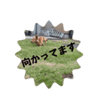 チャコ＆ココ敬語スタンプ（個別スタンプ：29）