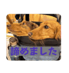 チャコ＆ココ敬語スタンプ（個別スタンプ：33）