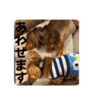 チャコ＆ココ敬語スタンプ（個別スタンプ：35）