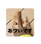 チャコ＆ココ敬語スタンプ（個別スタンプ：37）