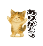毎日送りやすい♪子猫の日常フレーズ（個別スタンプ：3）